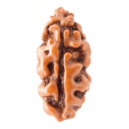1 Mukhi Rudraksha Price