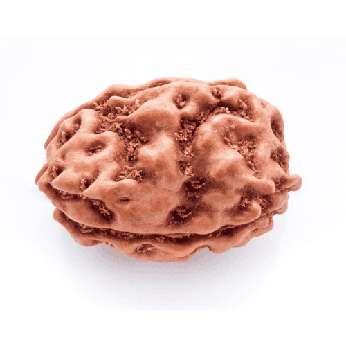 2 Mukhi Rudraksha beads