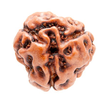 Load image into Gallery viewer, 3MukhiRudraksha
