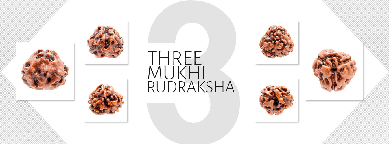 3 Mukhi Rudraksha