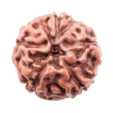 Load image into Gallery viewer, 5MukhiRudraksha
