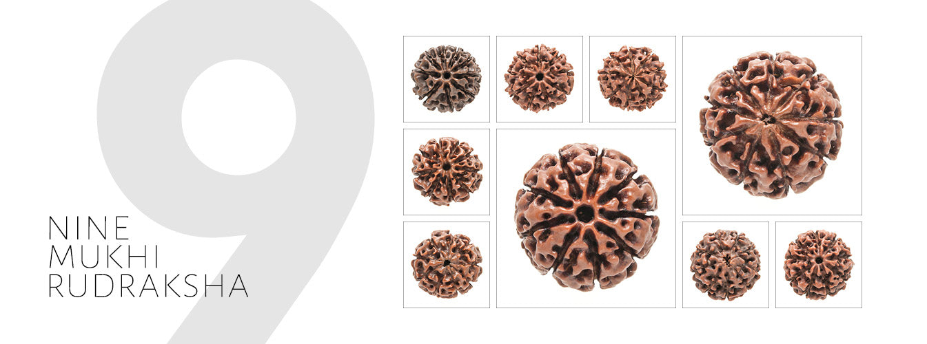 9 Mukhi Rudraksha 
