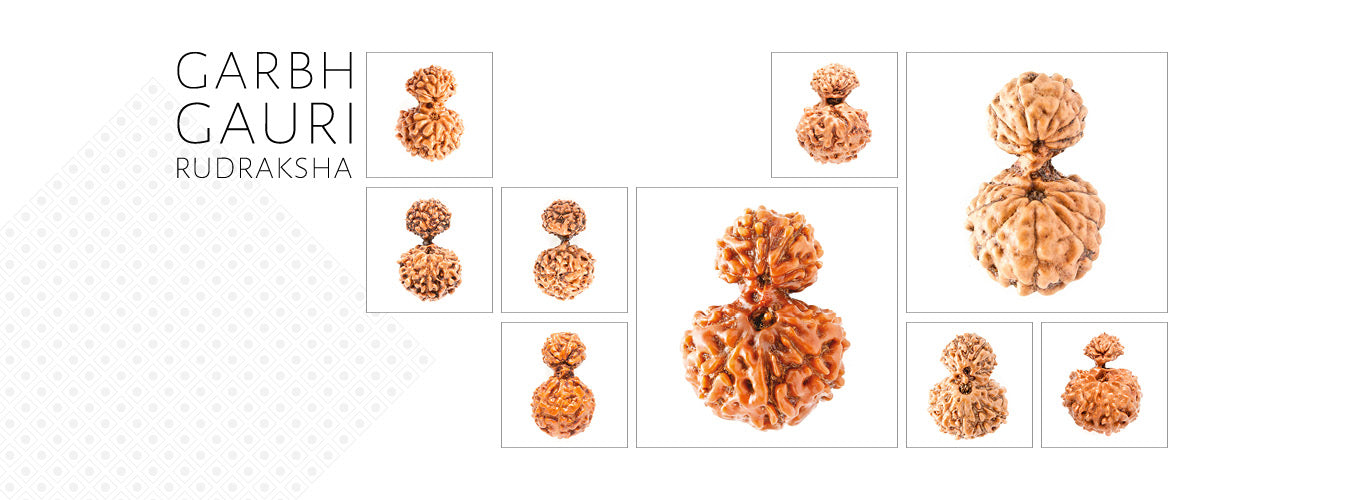 Garbh Gauri Rudraksha