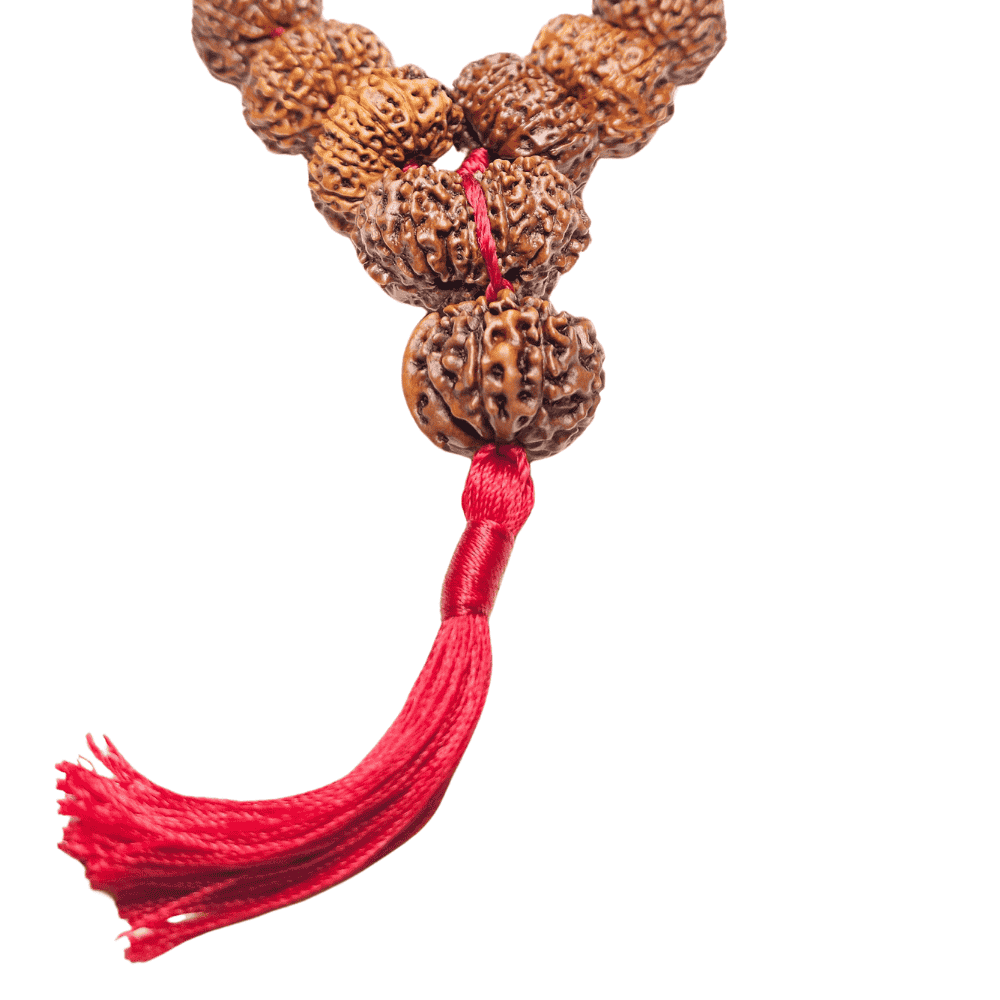 Siddha Mala Rudraksha 108+1